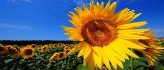 Tollerton Village Sunflower Competition